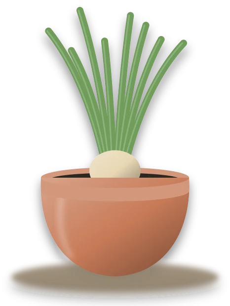 Illustration of a potted onion