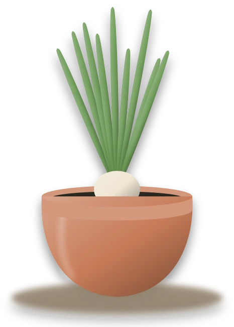 Illustration of a potted garlic