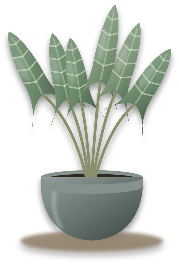 Illustration of a potted zebra alocasia