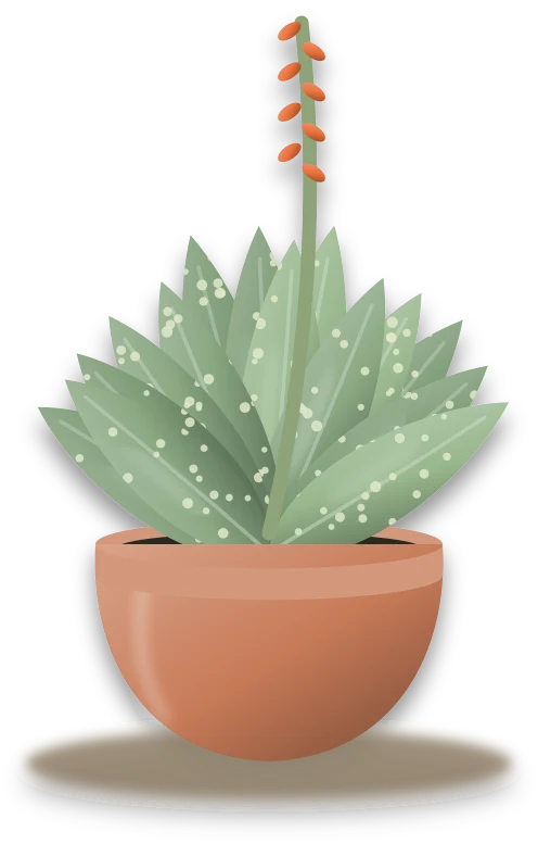 Illustration of a potted aloe vera