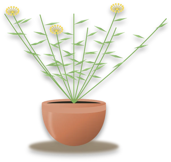 Illustration of a potted dill