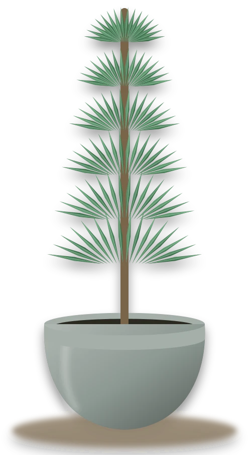 Illustration of a potted norfolk island pine