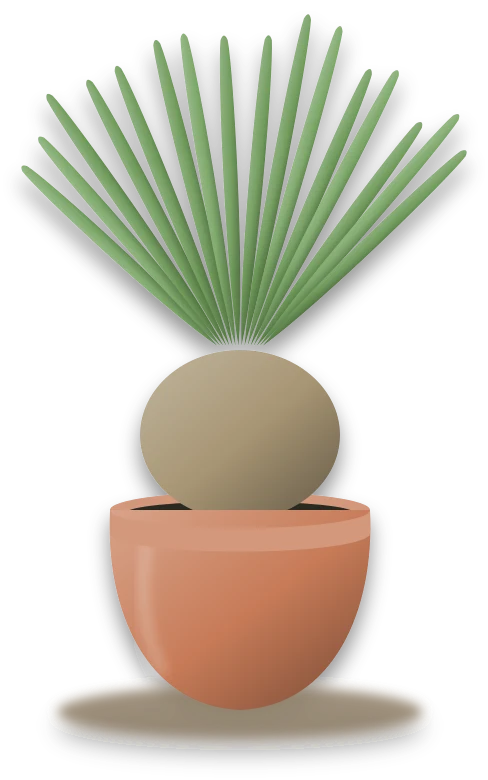 Illustration of a potted ponytail palm