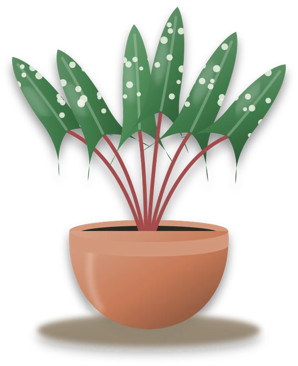 Illustration of a potted polka dot begonia