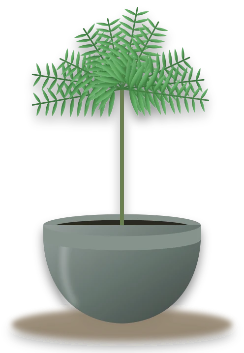 Illustration of a potted parlour palm