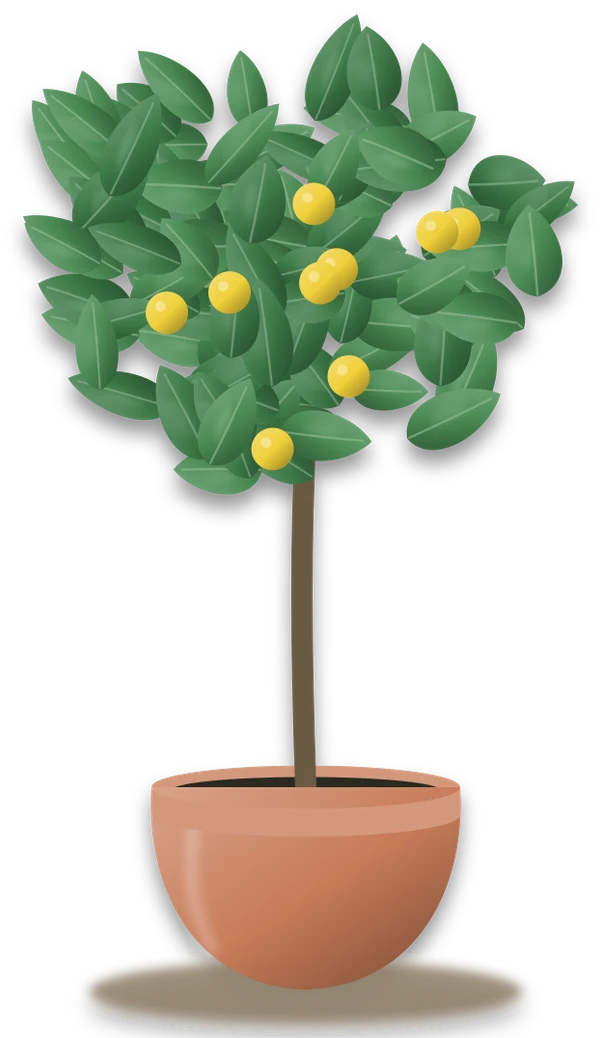 Illustration of a potted lemon