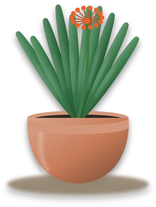 Illustration of a potted clivia