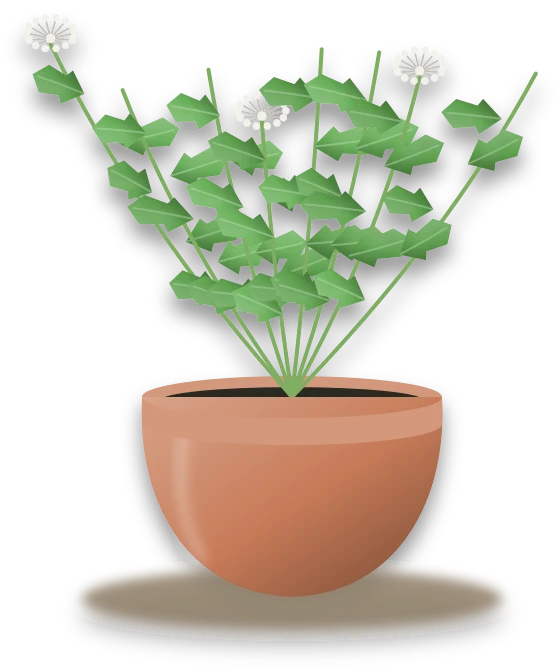 Illustration of a potted coriander