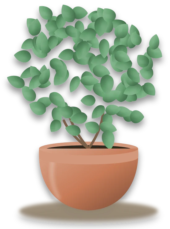 Illustration of a potted jade plant
