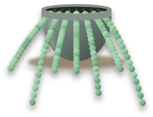 Illustration of a potted string of pearls