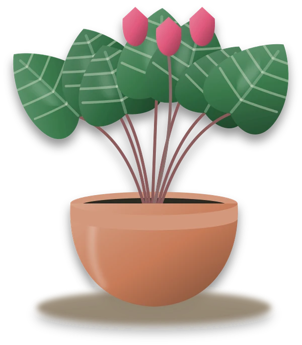 Illustration of a potted cyclamen