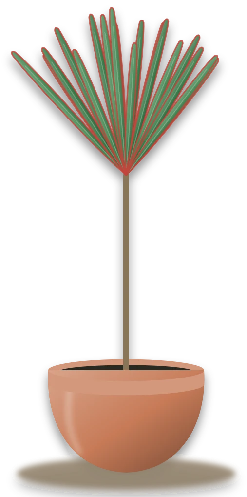 Illustration of a potted dragon tree
