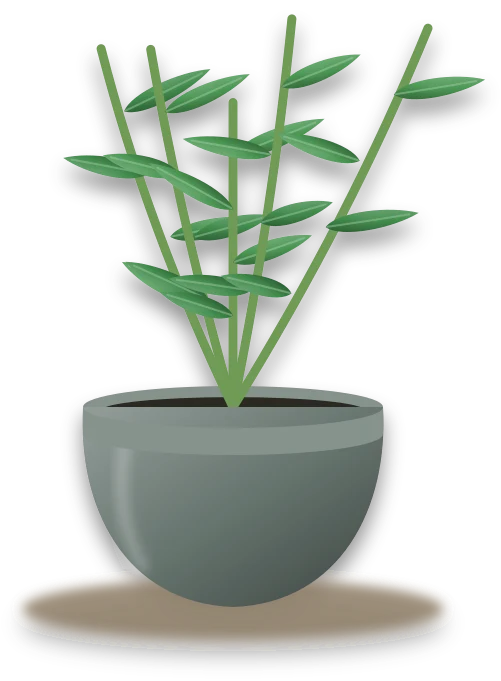 Illustration of a potted lucky bamboo