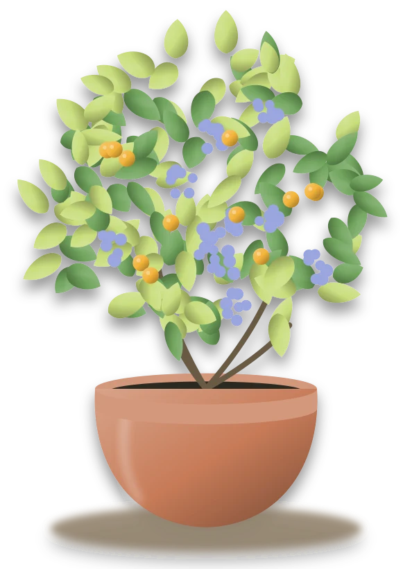 Illustration of a potted golden dewdrop