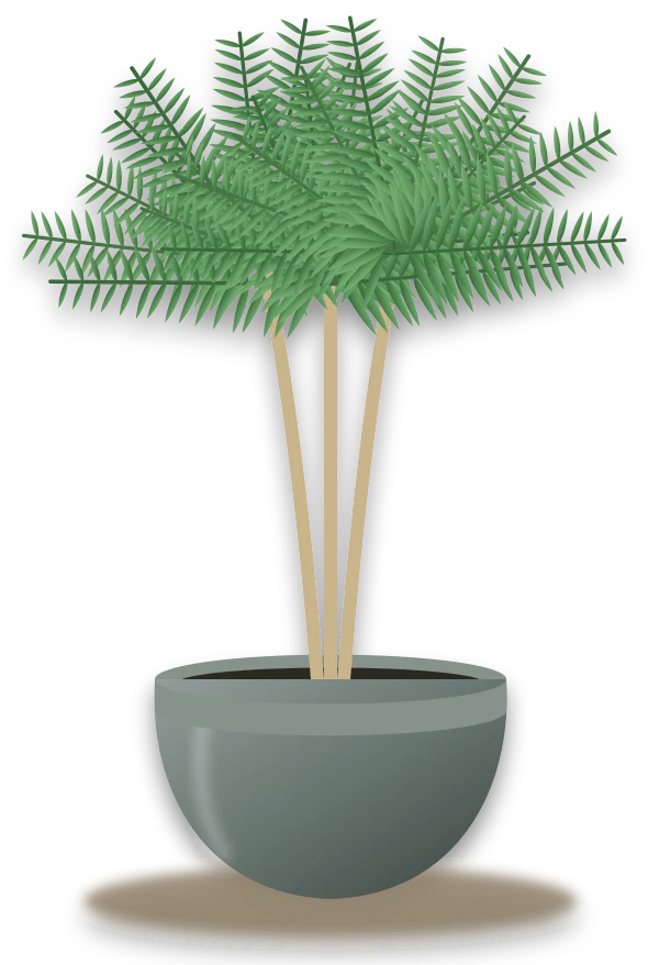 Illustration of a potted areca palm