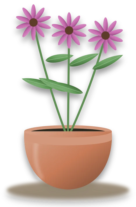 Illustration of a potted purple coneflower