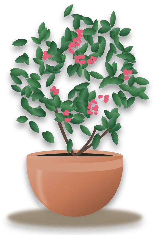 Illustration of a potted escallonia