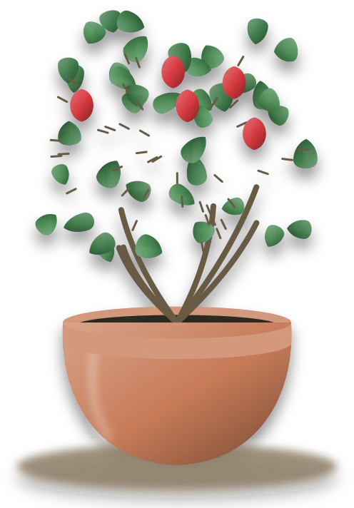 Illustration of a potted crown of thorns