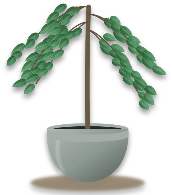 Illustration of a potted weeping fig