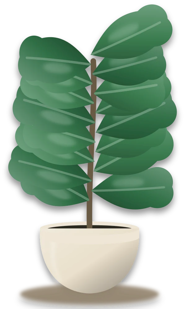 Illustration of a potted fiddle-leaf fig