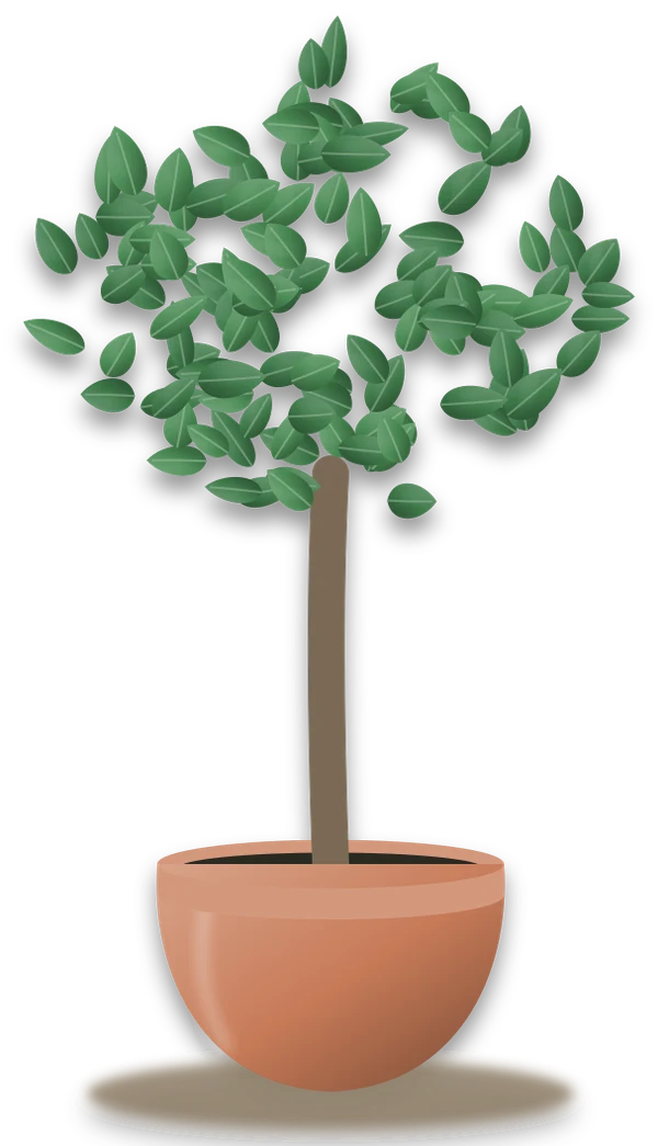 Illustration of a potted ginseng ficus