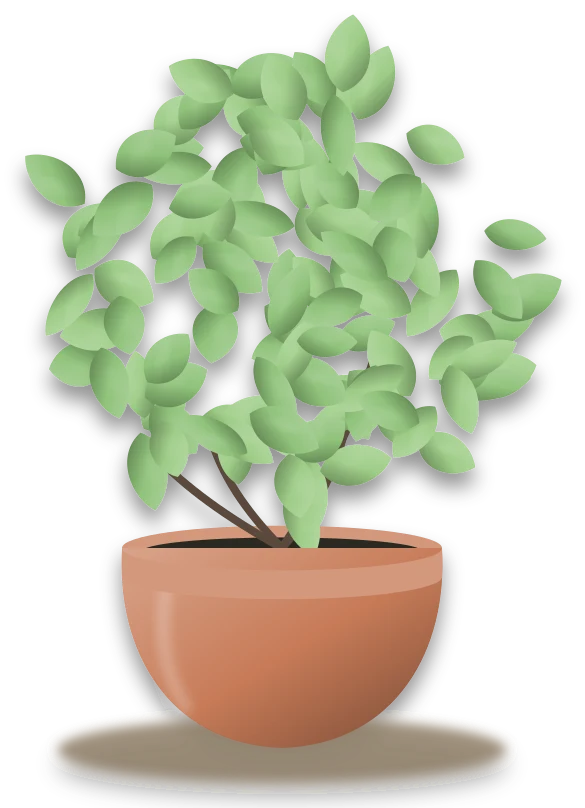 Illustration of a potted new zealand broadleaf
