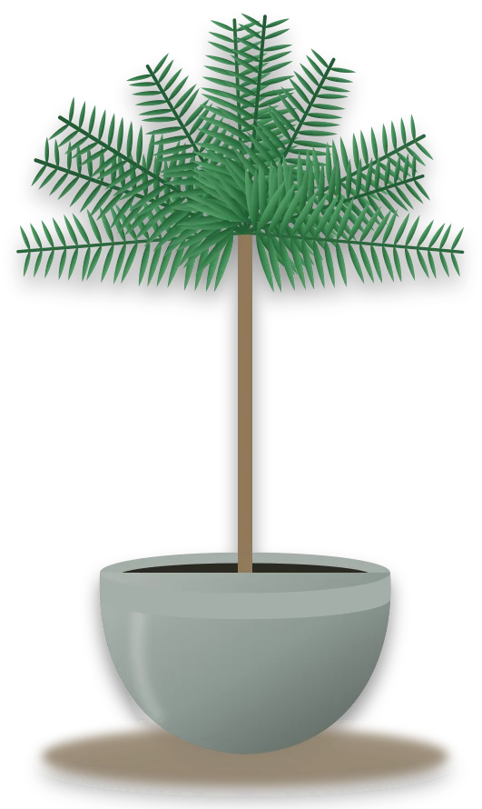 Illustration of a potted kentia palm