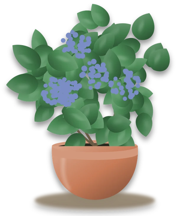 Illustration of a potted hydrangea