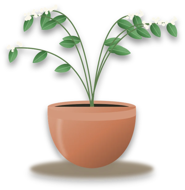 Illustration of a potted common jasmine