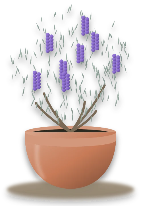 Illustration of a potted lavender