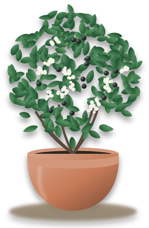 Illustration of a potted garden privet