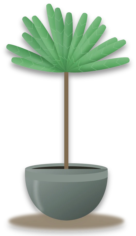 Illustration of a potted chinese fan palm