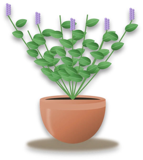 Illustration of a potted mint