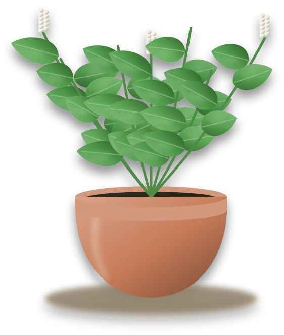 Illustration of a potted basil