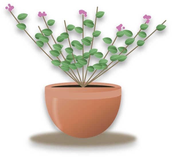 Illustration of a potted oregano