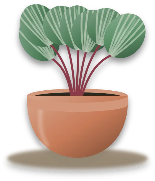 Illustration of a potted watermelon peperomia