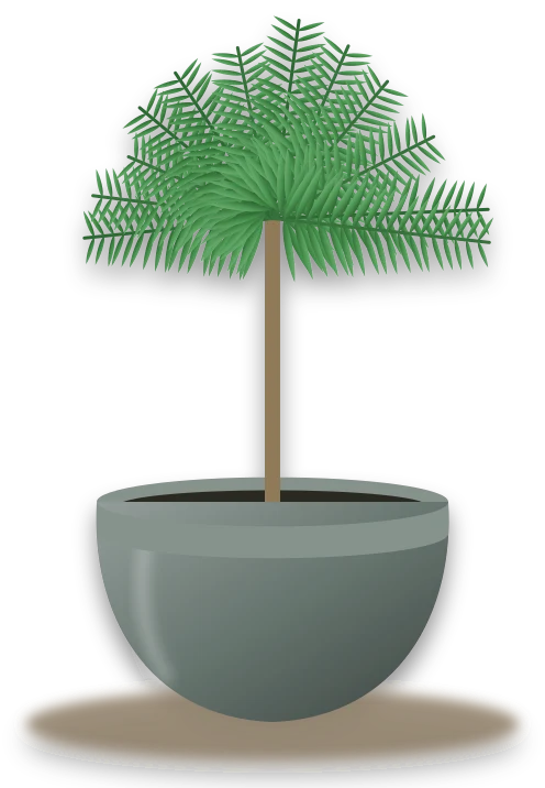 Illustration of a potted pygmy date palm