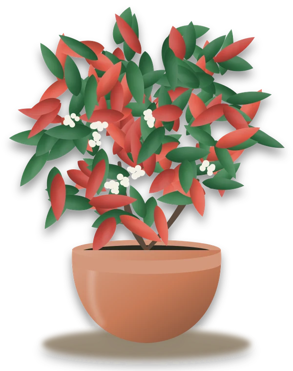 Illustration of a potted photinia