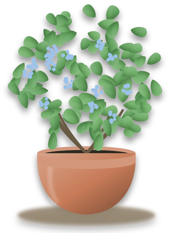 Illustration of a potted cape leadwort
