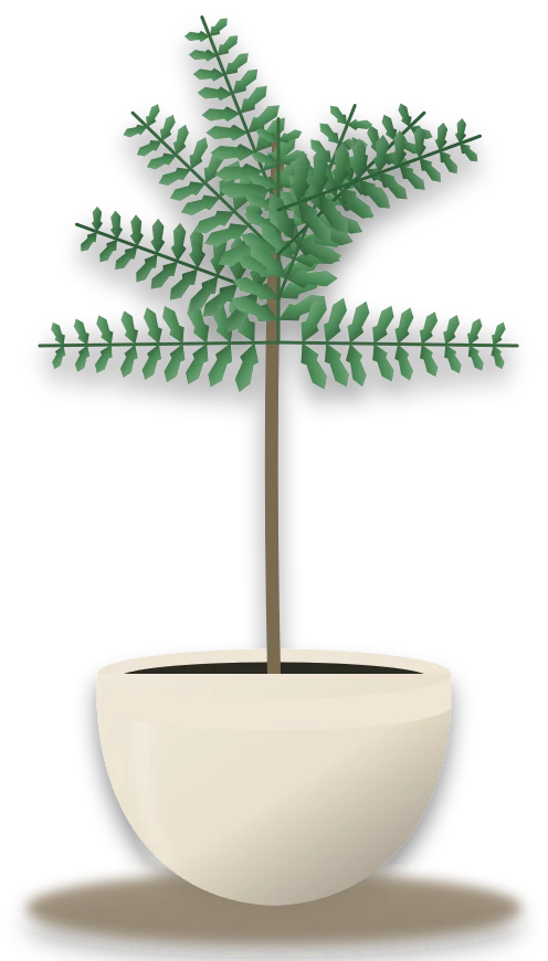 Illustration of a potted ming aralia
