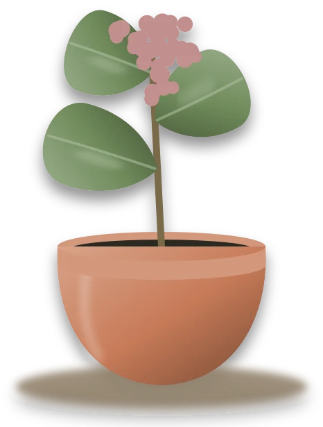 Illustration of a potted king protea