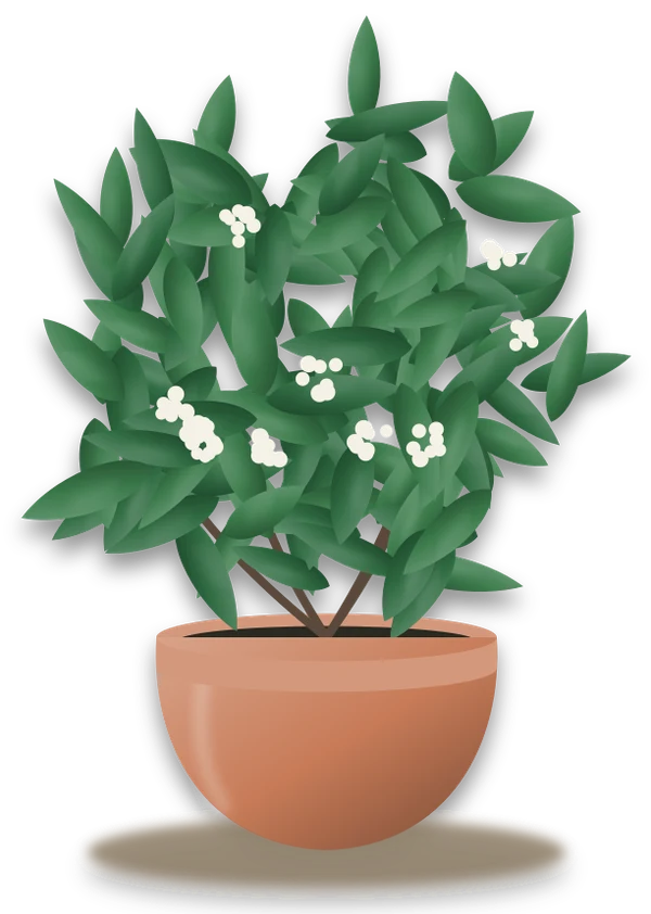 Illustration of a potted cherry laurel