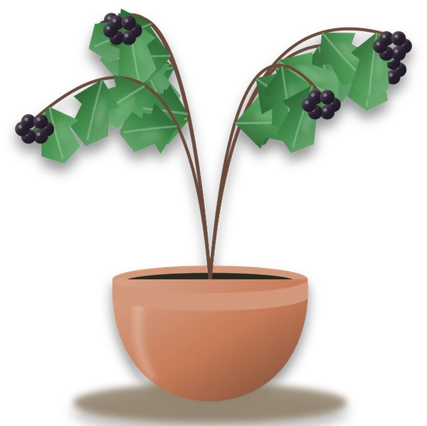 Illustration of a potted blackcurrant