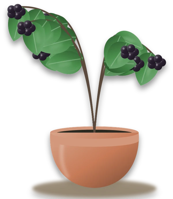 Illustration of a potted blackberry