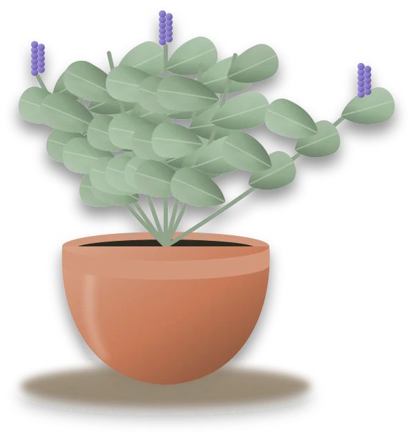 Illustration of a potted sage