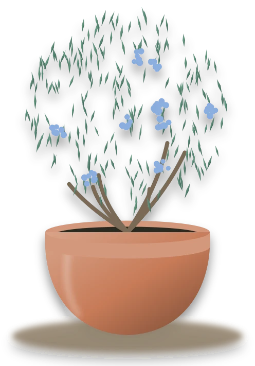 Illustration of a potted rosemary