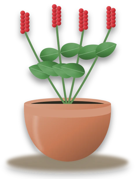 Illustration of a potted scarlet sage