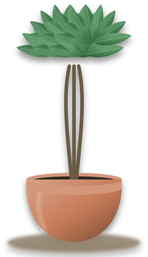 Illustration of a potted umbrella plant