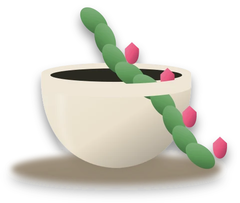 Illustration of a potted christmas cactus