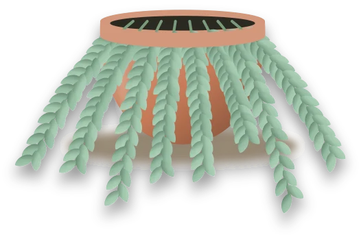Illustration of a potted burro's tail